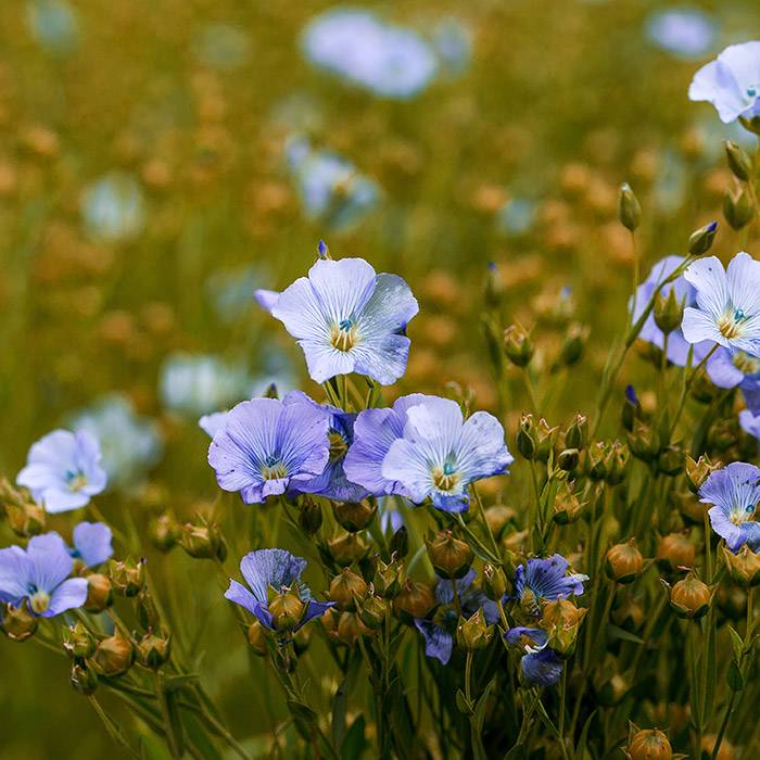 9697 Flax Seed Oil - Linseed