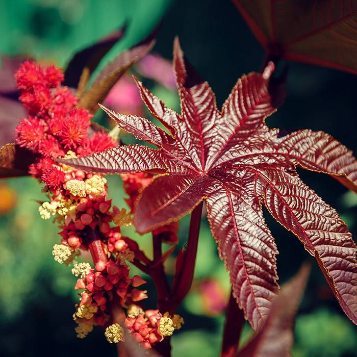 9702 Castor Oil - Organic